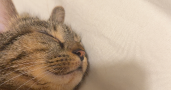 zaineb pet sitter à THIONVILLE 57100_3