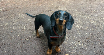 louise pet sitter à PARIS 11 75011_6