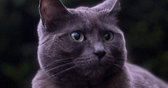 lucie pet sitter à LES ATTAQUES 62730_1