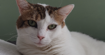 laurence pet sitter à SETE 34200_5