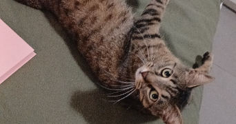 fabiola pet sitter à TOULOUSE 31000_1