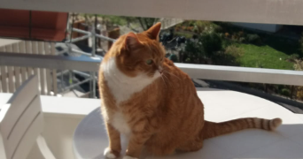 mireille pet sitter à PARIS 19 75019_6