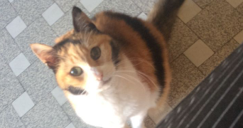 prescylia pet sitter à La farlede 83210_7