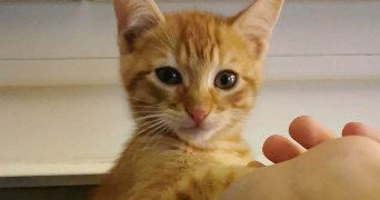 clara pet sitter à Pont-du-Château 63430_3