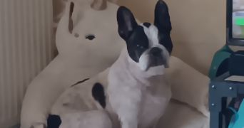 julie pet sitter à VILLERS FARLAY 39600_3