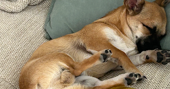 carole pet sitter à ST JEAN DE VEDAS 34430_1