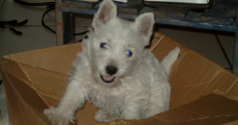 marie-hélène pet sitter à GOMER 64420_2
