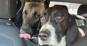 manon pet sitter à VERRIERES 10390_3