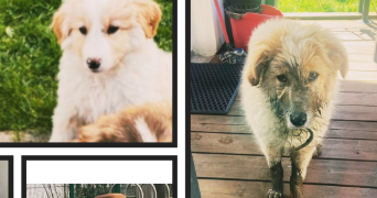 michel pet sitter à VILLEFRANQUE 64990_2