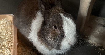 lisa pet sitter à YUTZ 57970_8