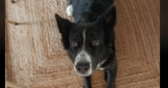 maelys pet sitter à ST MALO DU BOIS 85590_3