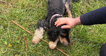 mayssa pet sitter à CLERMONT FERRAND 63000_3