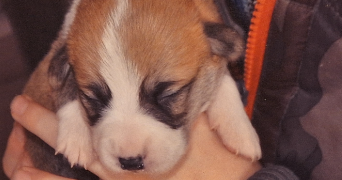 ruben dog sitter à ROUEN 76000_2