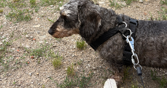 océliane pet sitter à ST CHAMOND 42400_3