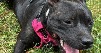 julie pet sitter à BOULOGNE BILLANCOURT 92100_2