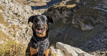 maude pet sitter à ANNEMASSE 74100_2