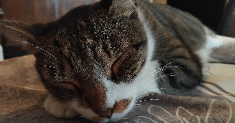 kévin pet sitter à BIARRITZ 64200_2