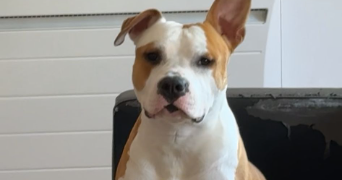 mathilde pet sitter à NANCY 54000_0