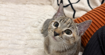 mathilda pet sitter à ORLEANS 45000_4