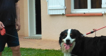 jean pierre pet sitter à PIBRAC 31820_1