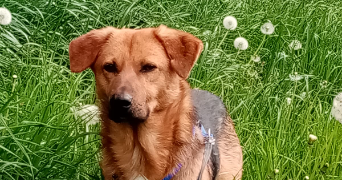 héléna pet sitter à LE TEILLEUL 50640_4