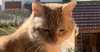 coraline pet sitter à BRON 69500_7