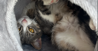 inès pet sitter à CARIGNAN DE BORDEAUX 33360_1