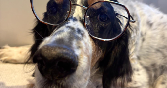 reynald pet sitter à BOURG LES VALENCE 26500_2