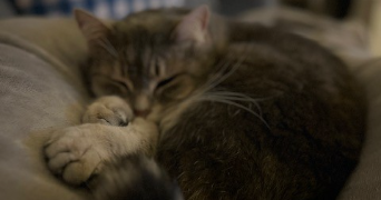 elise pet sitter à BOULOGNE BILLANCOURT 92100_1
