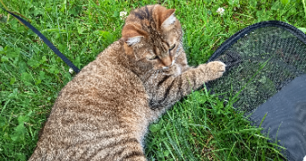 melissa pet sitter à GUINGAMP 22200_3