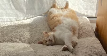 amy pet sitter à ORMES 45140