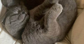 julie pet sitter à Toulouse 31000_4