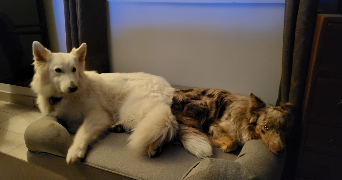 althea pet sitter à ANGOULEME 16000_2