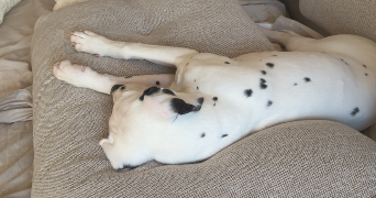 coraline  pet sitter à COLMAR 68000_5