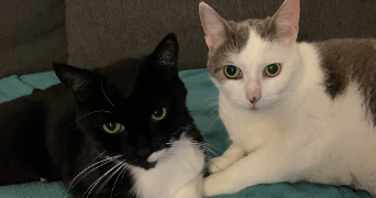 maggie pet sitter à CHAUFOUR LES BONNIERES 78270_0