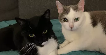 maggie pet sitter à CHAUFOUR LES BONNIERES 78270
