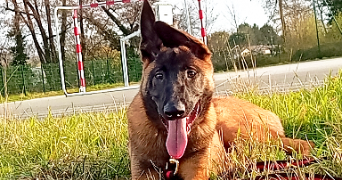 prescillia pet sitter à PAREMPUYRE 33290_0