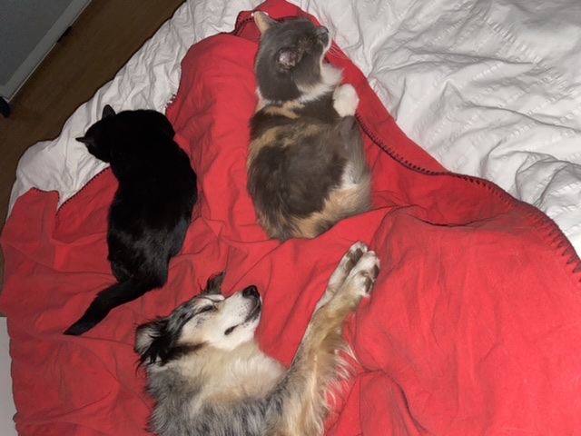 Helen pet sitter à Draveil 91210_5