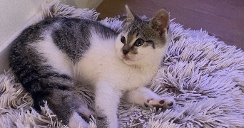 lou-anne pet sitter à Marquette lez lille 59520_9