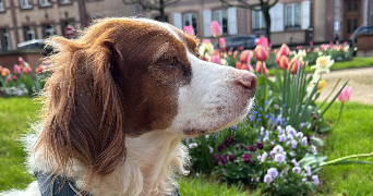 louise pet sitter à La wantzenau  67610_4