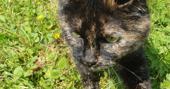 cindy pet sitter à ST PIERRE EN FAUCIGNY 74800_1