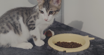 morgane cat sitter à TOULOUSE 31200_6