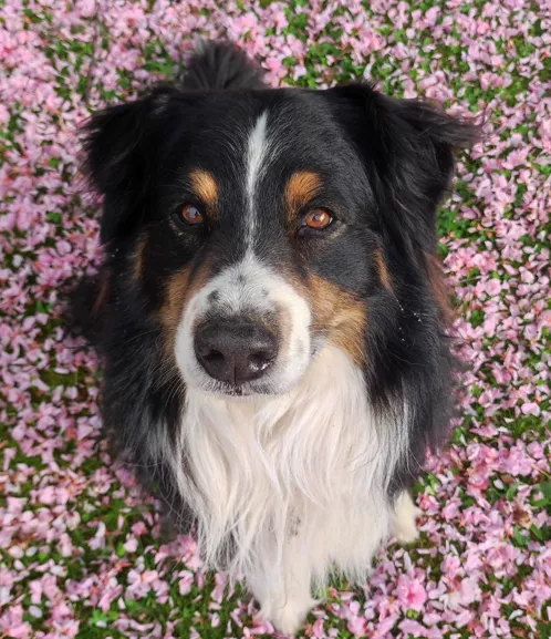 Charline pet sitter à LAGRAVE 81150