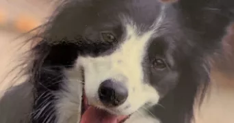 elodie dog sitter à PONTAULT COMBAULT 77340