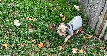 isabella pet sitter à STIRING WENDEL 57350_3