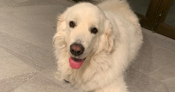 doria pet sitter à AIX EN PROVENCE 13100_3