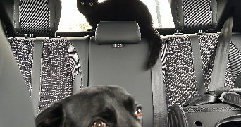 maelys pet sitter à LA GARENNE COLOMBES 92250_1