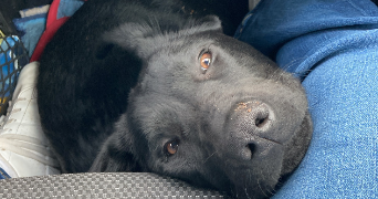 margaux pet sitter à GRADIGNAN 33170_6
