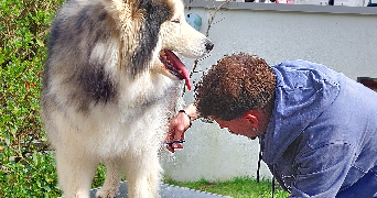 julien pet sitter à VILLERS LES NANCY 54600_3