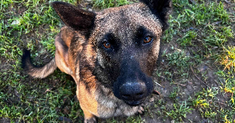 laura pet sitter à ORGON 13660_7